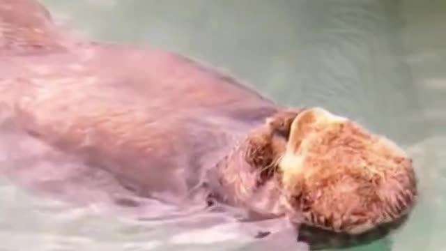 Baby sea otter drowning in love