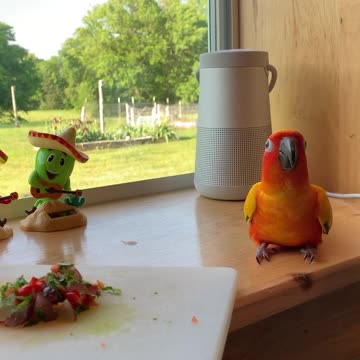 Parrot hilariously dances along with his bobblehead buddies