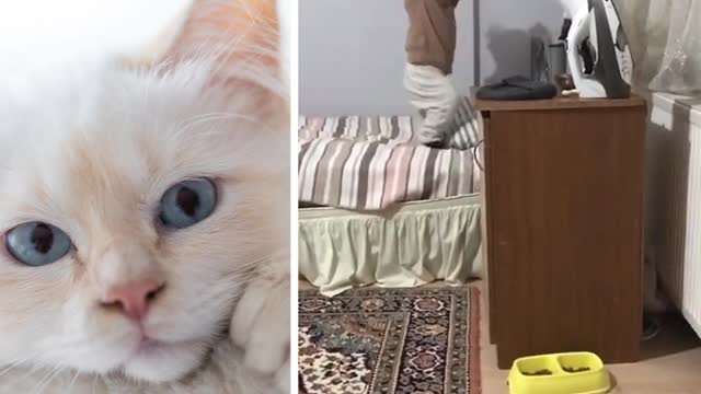 A cat challenges a little girl in the bedroom