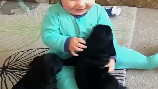 Two little black dogs and a baby are playing