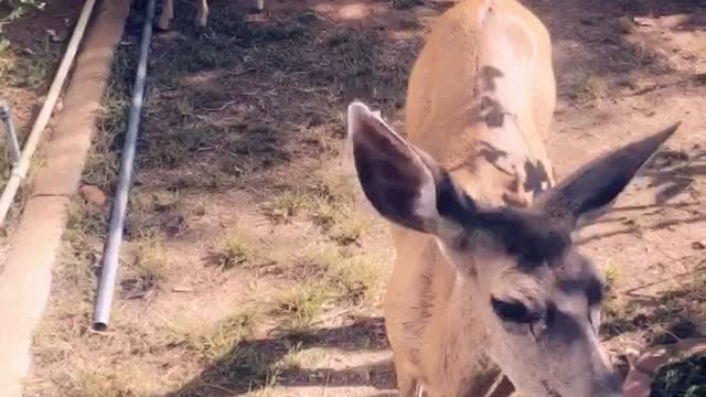 Feeding the deer