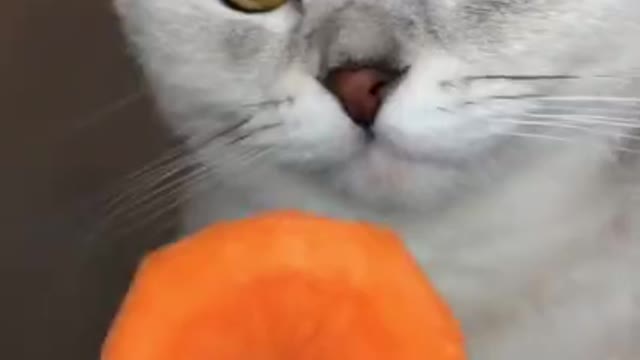 Cute cats Food test what he like and not reactions killed me. compilations #short 4