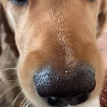 Puppy loves Puppuccinos