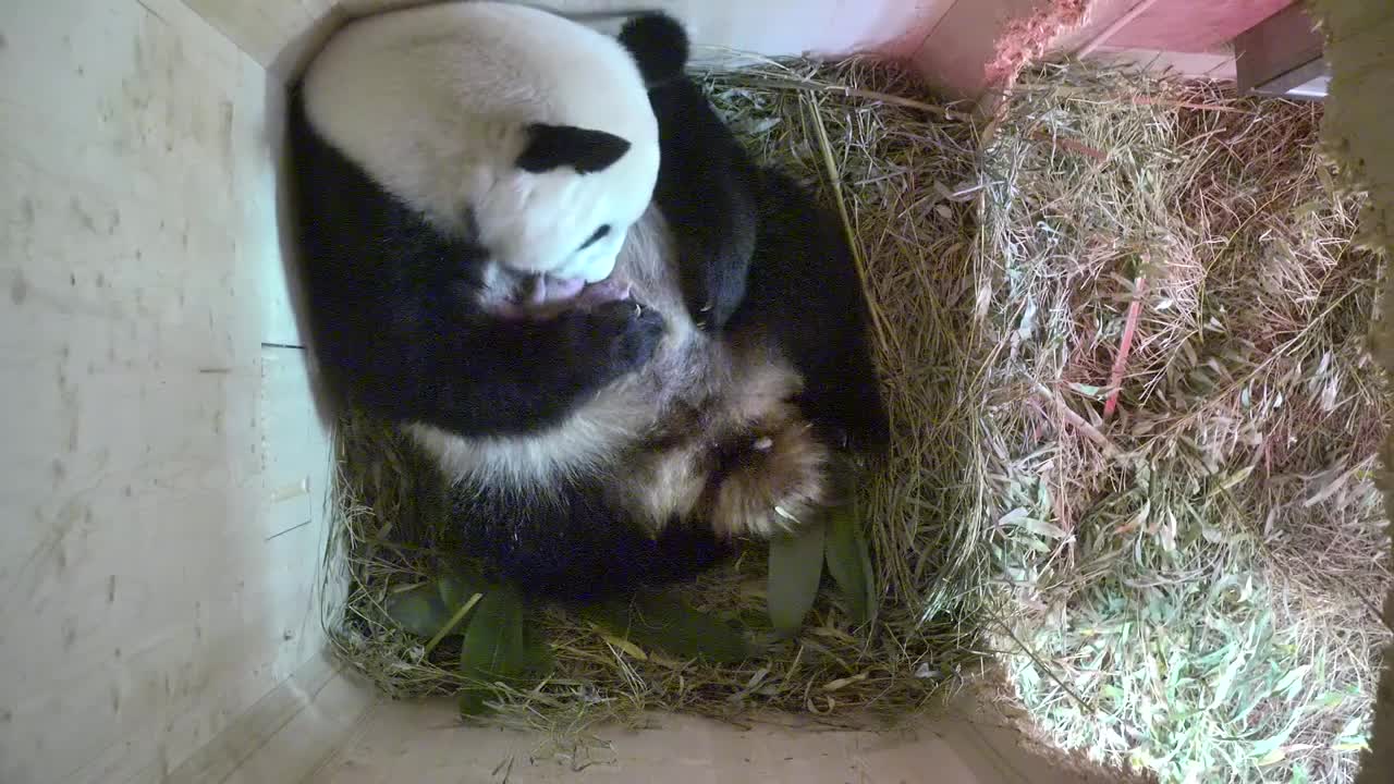 Giant panda shocks Vienna Zoo with twins