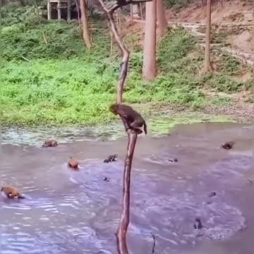 Monkey diving competition
