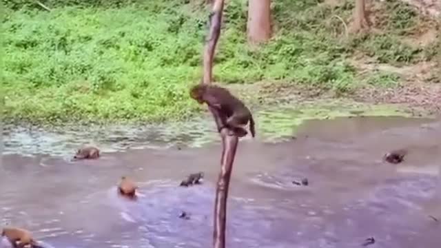 Monkey diving competition