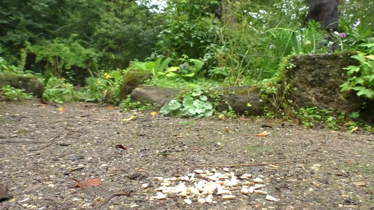 Video for Dogs, Dogs Watch TV, 8 Hours of Birds, and Fun for Dogs