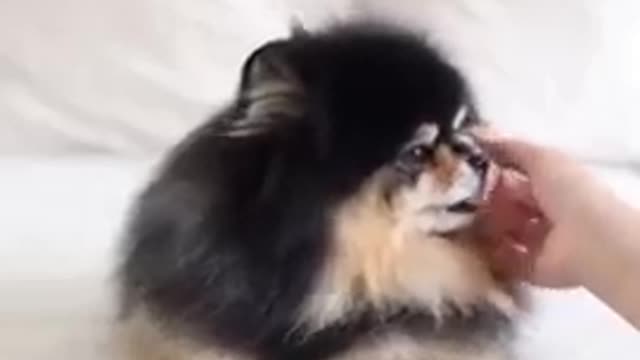 Top Funny cute dog video