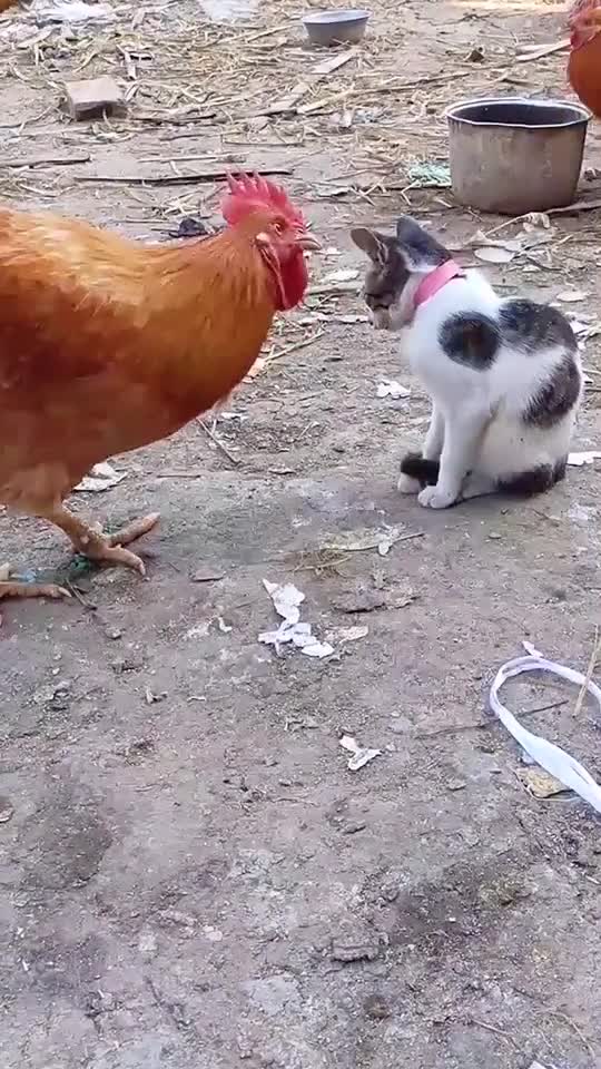 Cat takes revenge on cock