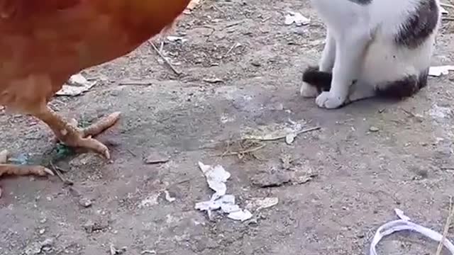 Cat takes revenge on cock