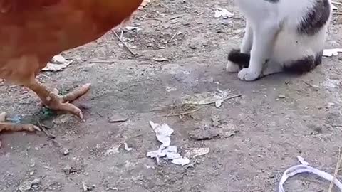 Cat takes revenge on cock