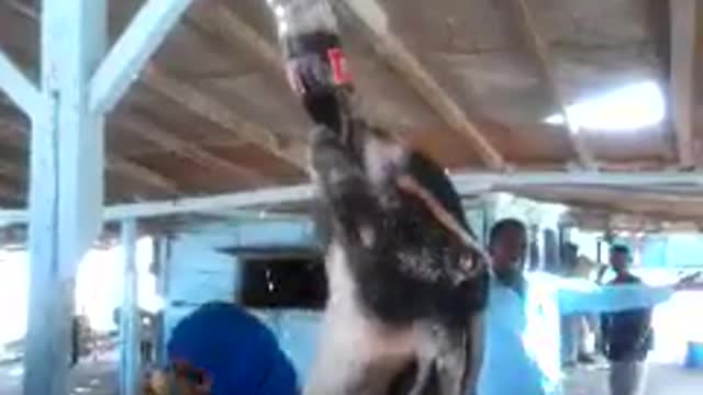 A goat drinks soft drinks from the bottle