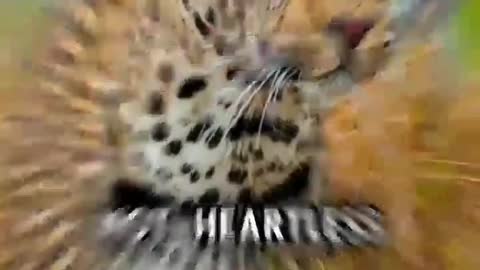 Cheetah attention