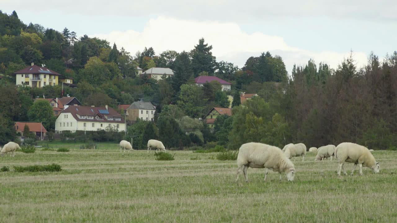 A herd of sheep eats grass in a field by residential houses on a small hill