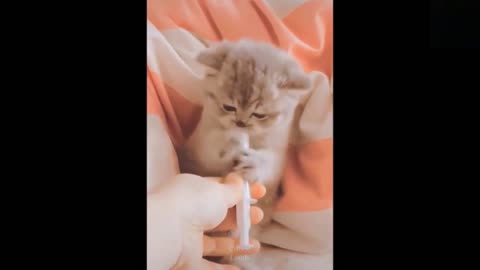 Funny animals [] Try not to laugh compilation 60