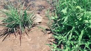 Driver Delivers Thirsty Turtle to Water