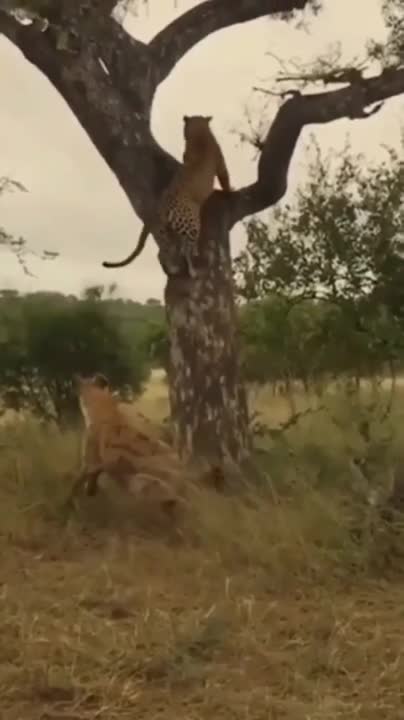Cubs Meet Adult Tiger for the First Time | Tigers About The House | BBC Earth