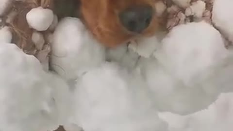 Dog and snow