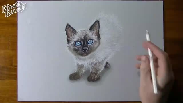 Depict The Body Color Of A Cat