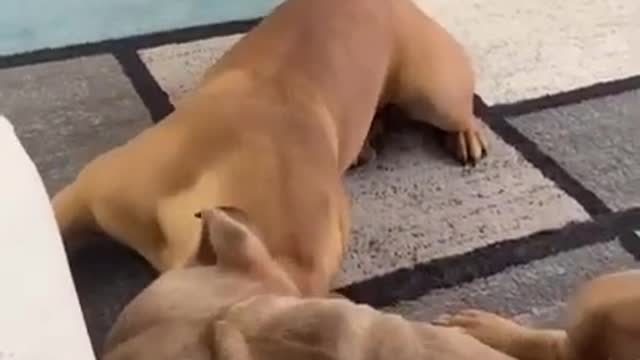 Dogs Give Instant Attention to Owner When She Says Their Favourite Word