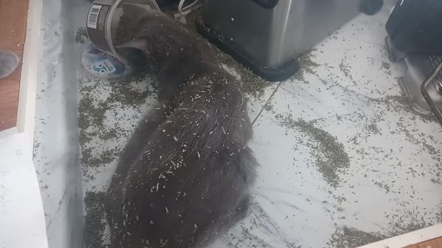 Kittens On Catnip After Hijacking Container