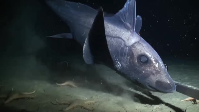 Super deep sea animal. Do you know what it's called a fish?