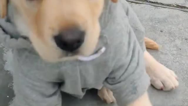 Labrador Puppy Learning and Performing Training Commands #shorts #viral