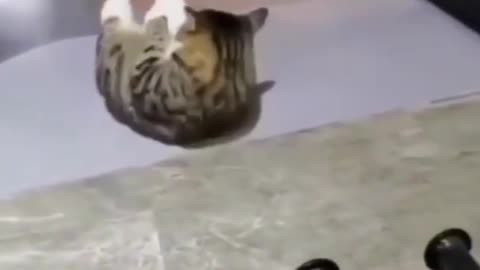 Video of a jovial animal: Happy Cat