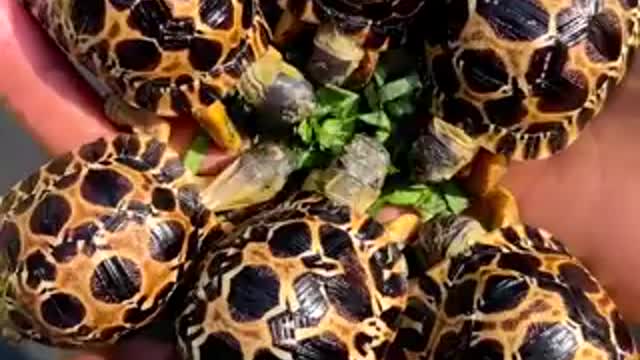 How to feed young tortoises