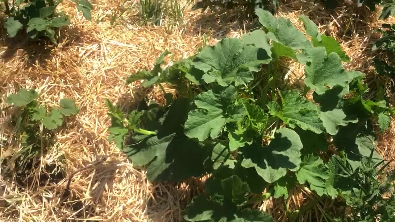 Video 2(c) Hugle Garden Update Late July