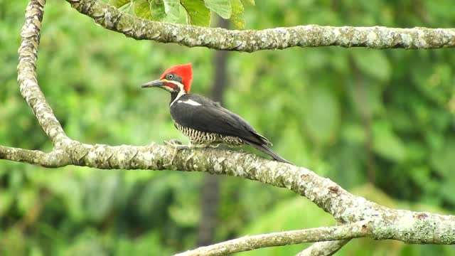 Nature Ave Woodpecker Armenia