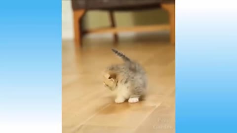 Funny cute cat's life