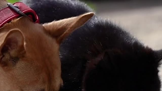 cat and dog together when eating