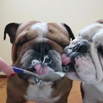 Two English Bulldogs Make A Mess Eating Yogurt