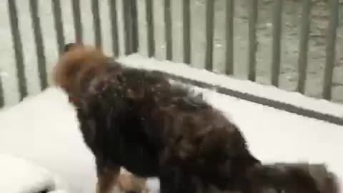 Sukie’s first snowfall