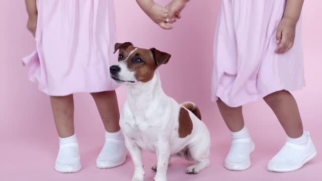 DOG - WORLD IN PINK