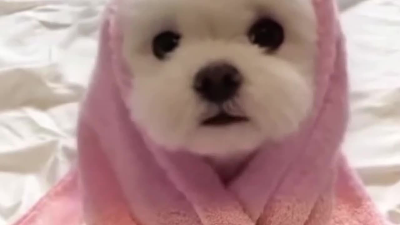 Cute Doggy singing "cotton eye Joe"