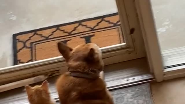 Cat and Dog Watching Togethere