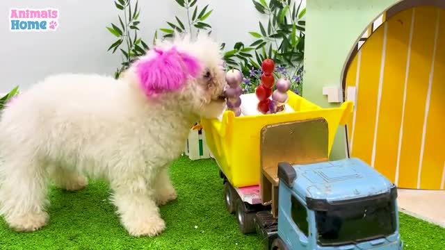 Smart BiBi harvests watermelon to make watermelon juice