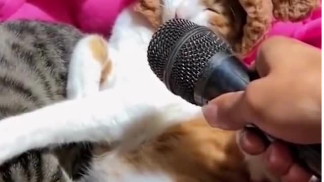 Funny Cats and Dogs - Funny Animal Videos