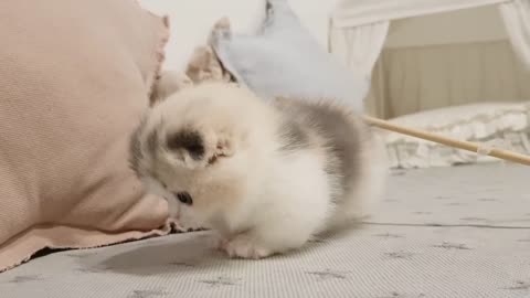Cute cats