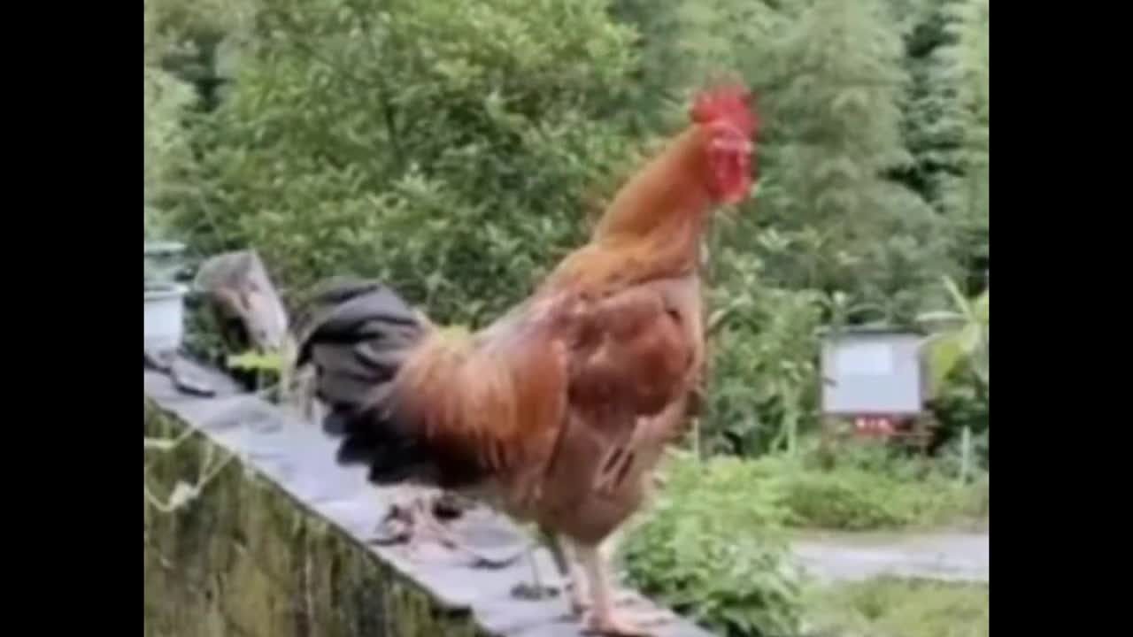 le coq qui chante le plus bizard