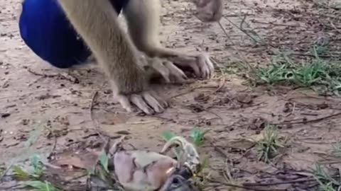 Monkey playing with 🦀🦀🦀🦀🦀 CRAB