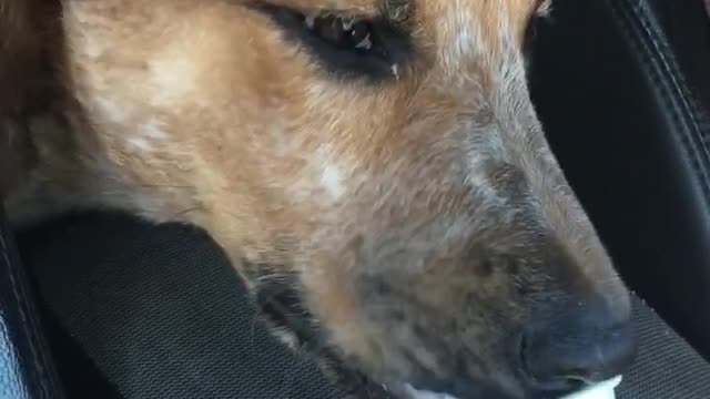 Dog licking whip cream out of starbucks cup