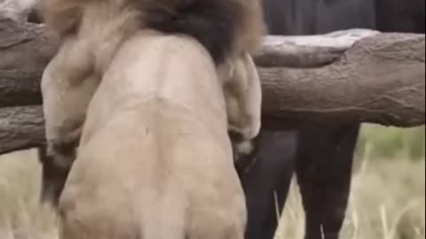 animals fighting each other