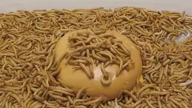 Reply to @bman805sp Reply to @bman805sp Mealworms vs McD Cheeseburger