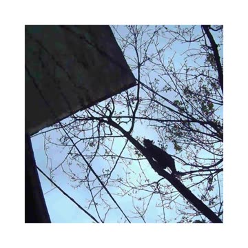 Spot the Cat Hidden on the Wood