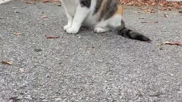 Feeding stray cats by the side of the road