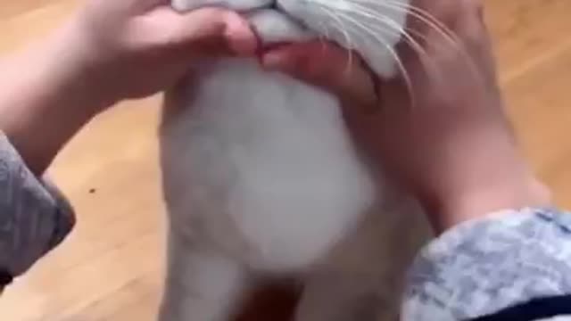 funny cat videos | cute cat videos | cute animals | funny cats 804 #shorts