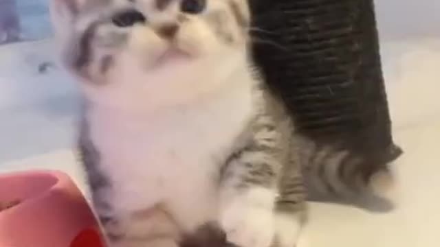 Cute and Funny Cat Compilation 2021